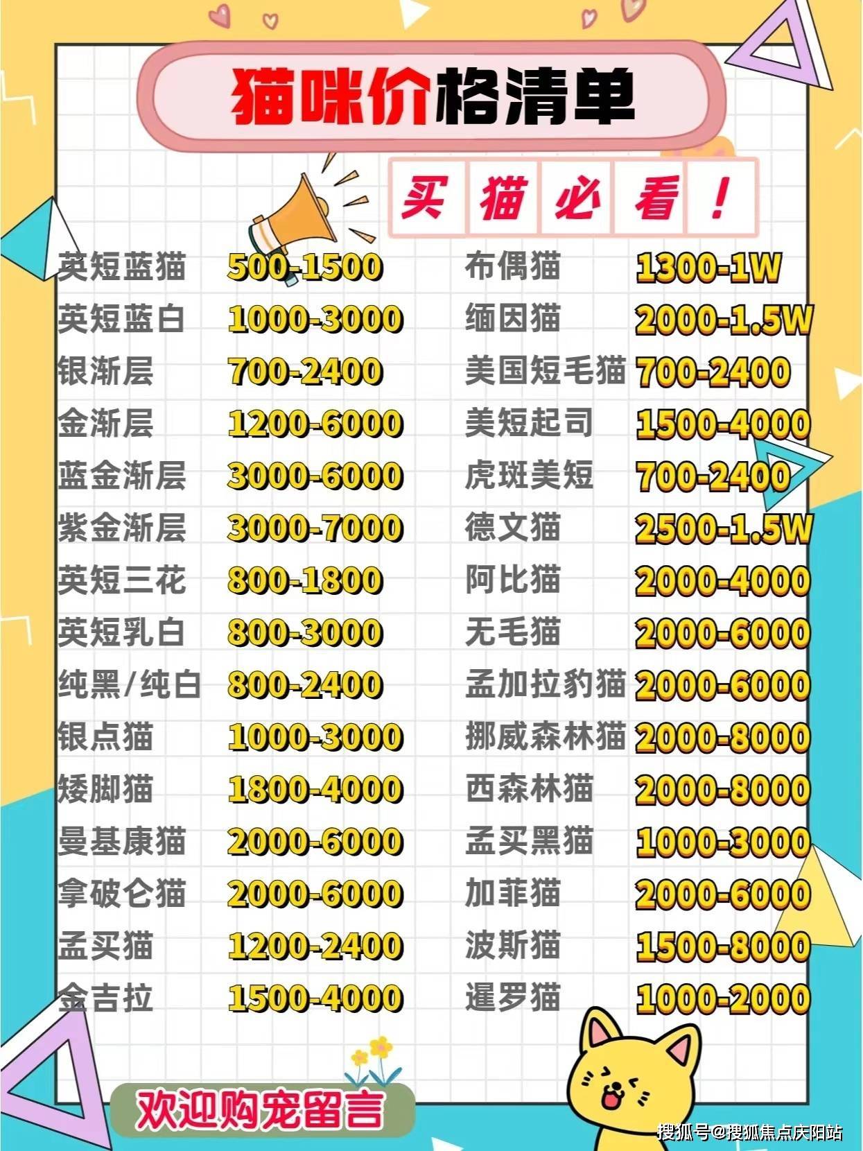 繁荣背后的深思与洞察，最新猫市观察报告