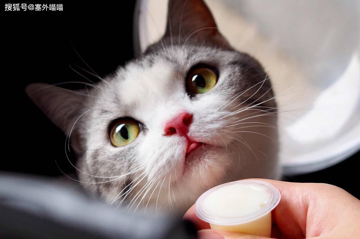 虐小猫最新，高科技产品介绍与独特体验
